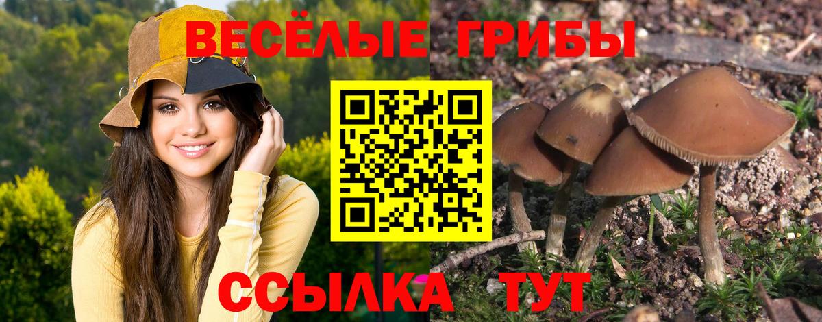Галлюциногенные грибы Psilocybe Воронеж